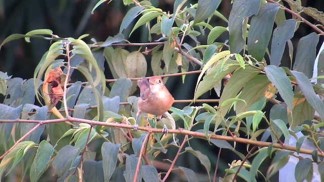 Thick-billed Warbler - ML615095959