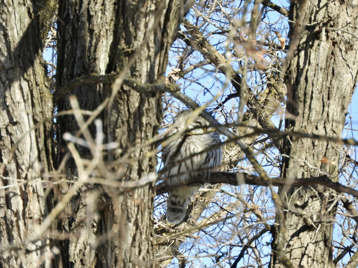 Barred Owl - Betsy Thorsteinson