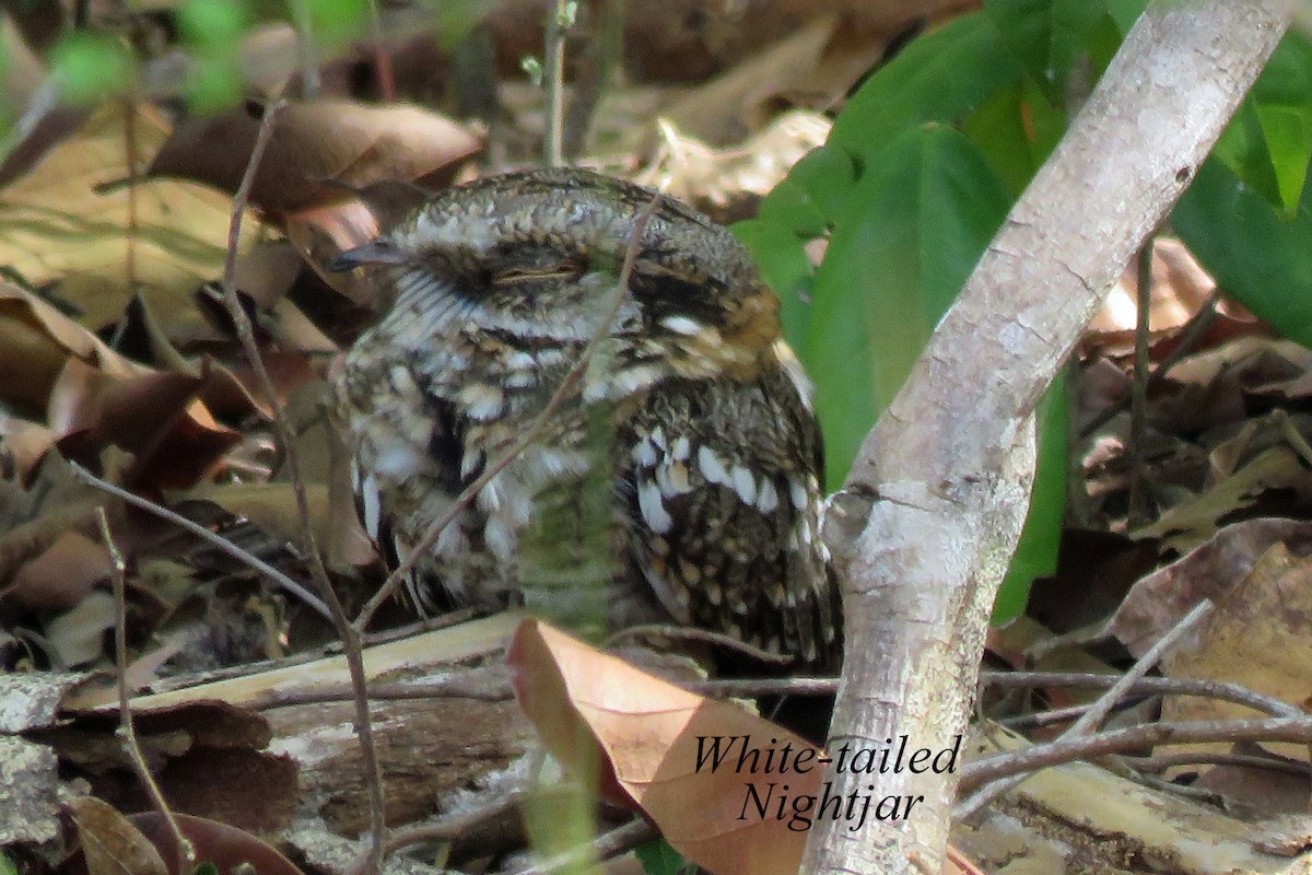 White-tailed Nightjar - Merrill Lester