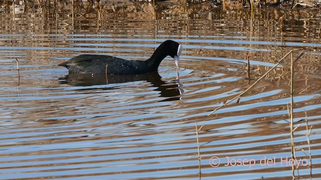 Eurasian Coot - ML615096012