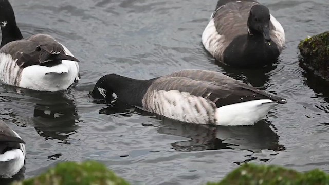 Brant (Atlantic) - ML615096064