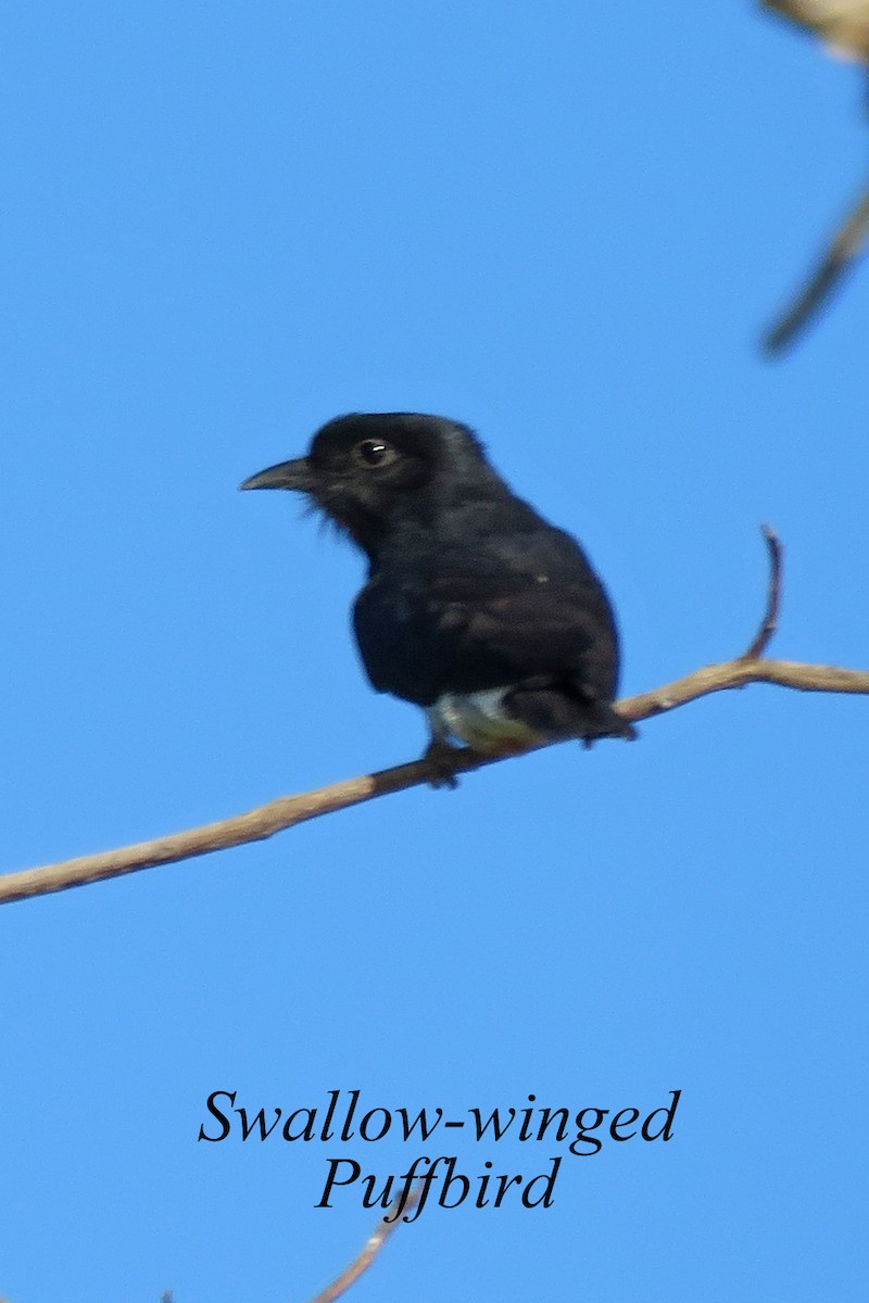 Swallow-winged Puffbird - Merrill Lester