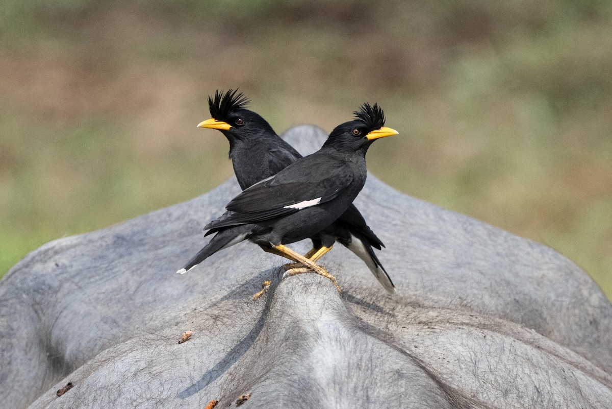 Great Myna - ML615096125