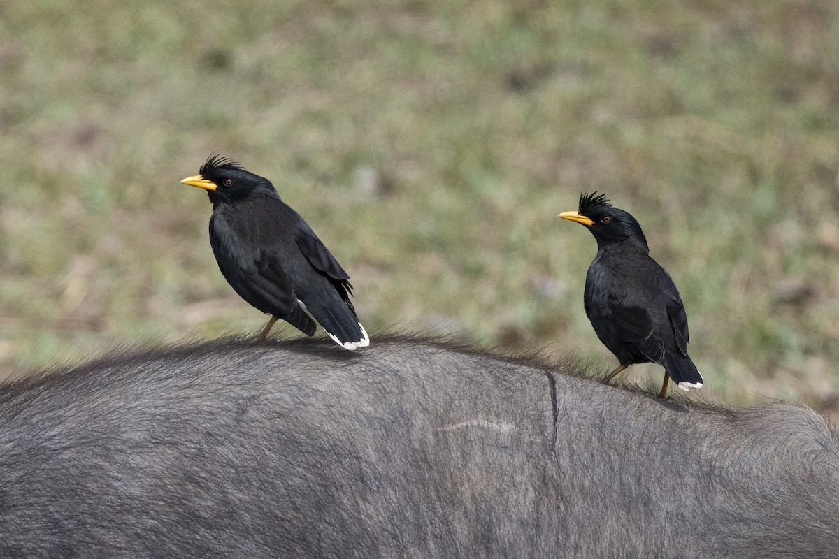 Great Myna - ML615096126