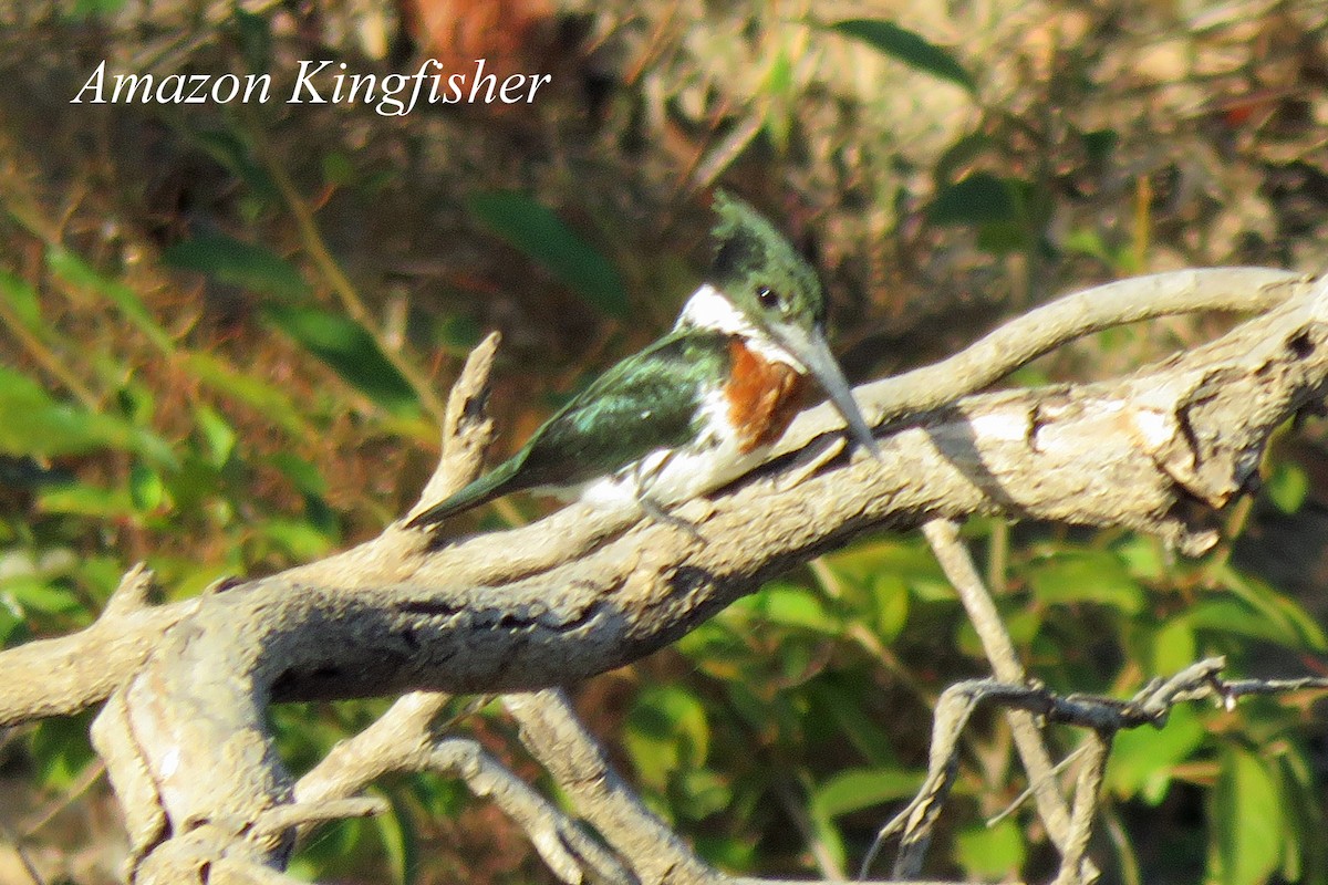 Amazon Kingfisher - Merrill Lester