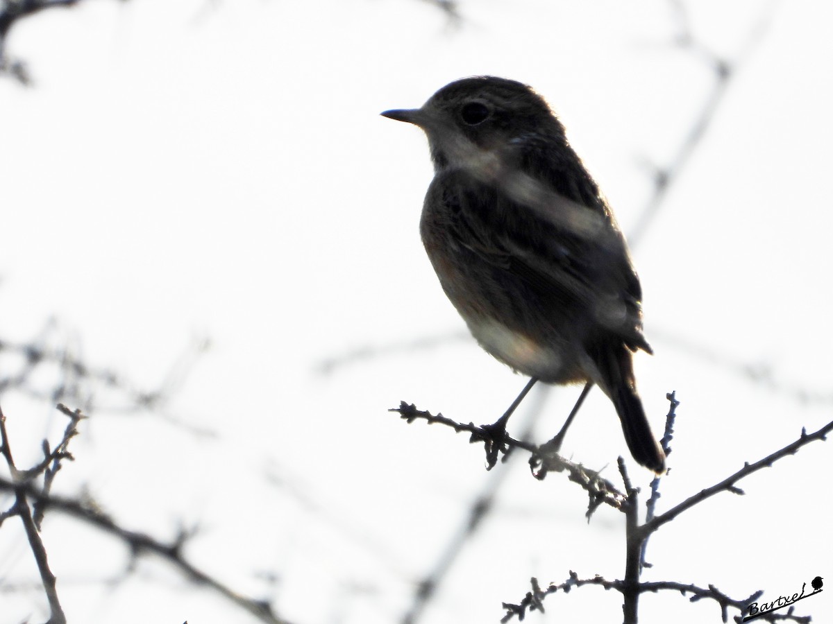 European Stonechat - ML615096192