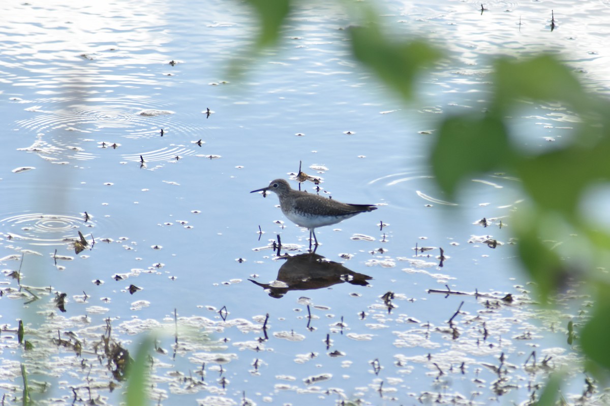 Solitary Sandpiper - Alejandro Figueroa Varela