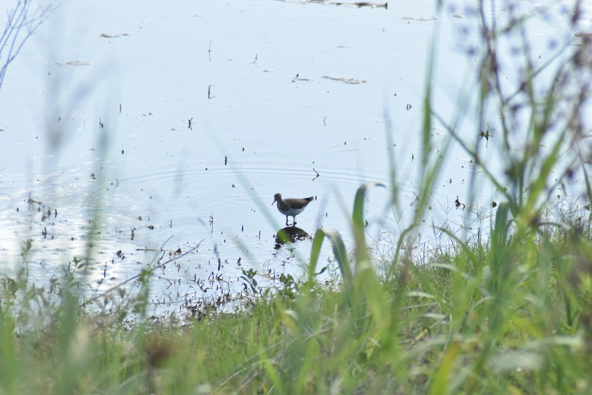 Solitary Sandpiper - Alejandro Figueroa Varela