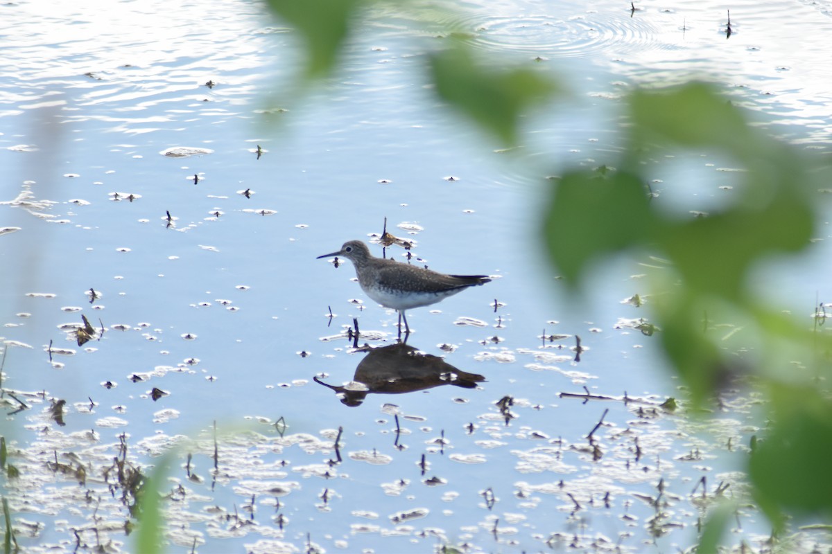 Solitary Sandpiper - Alejandro Figueroa Varela