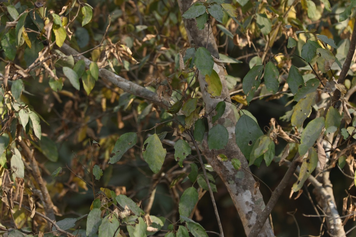 Yellow-vented Warbler - ML615096259