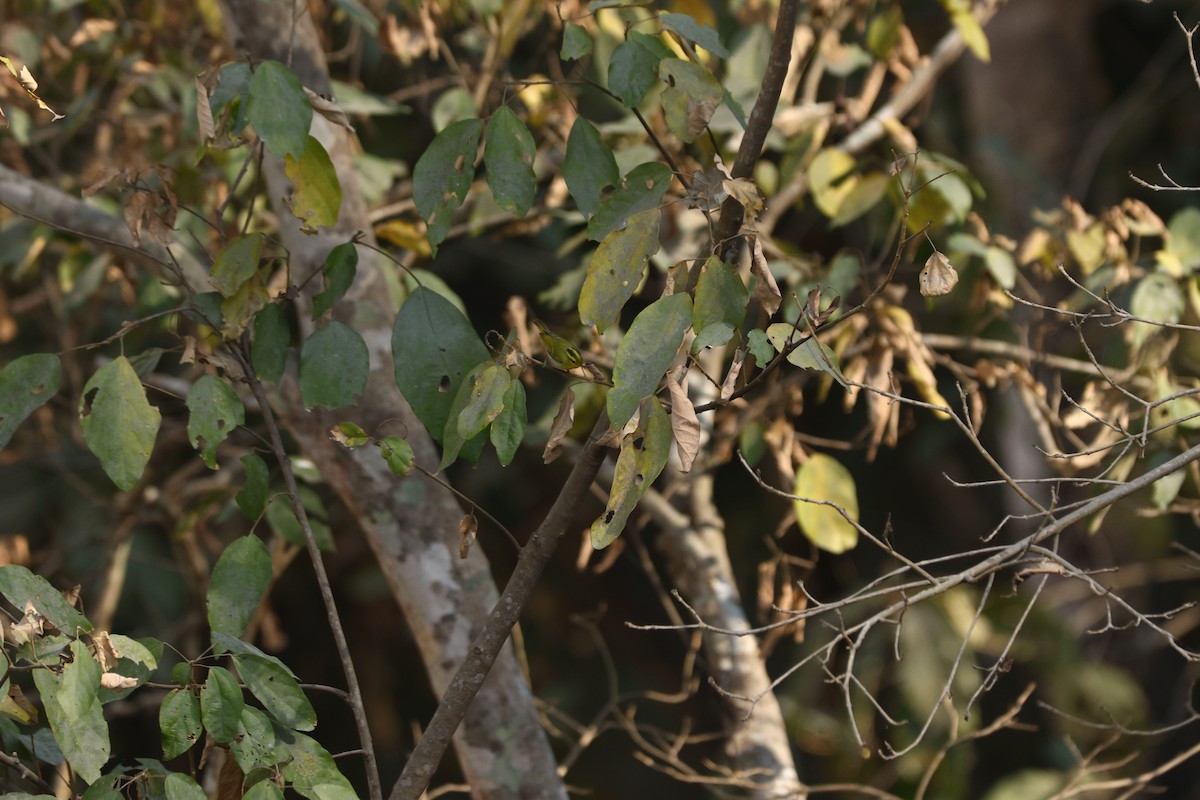 Yellow-vented Warbler - ML615096262