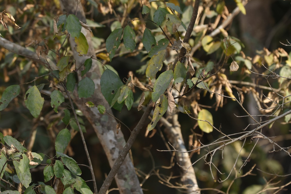 Yellow-vented Warbler - ML615096265