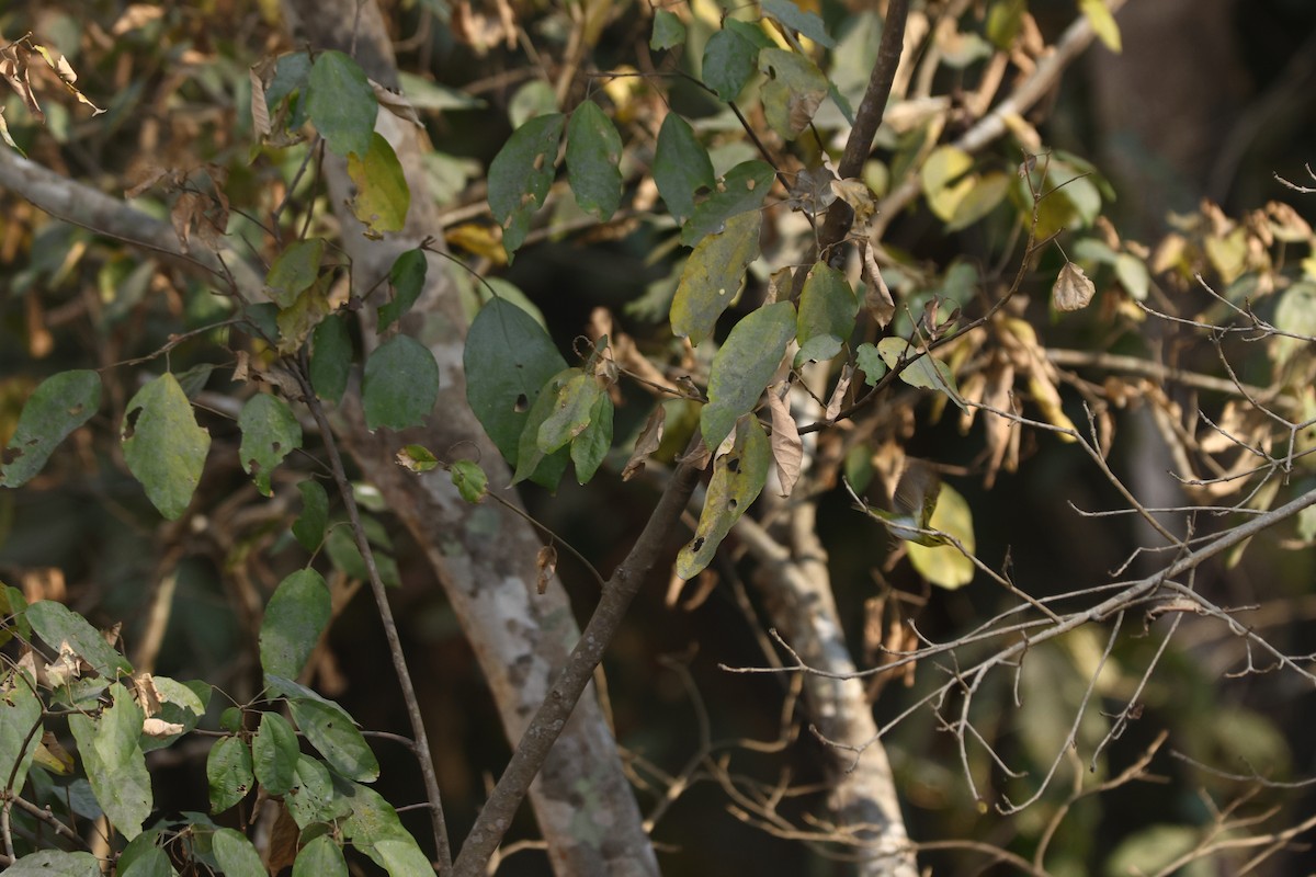 Yellow-vented Warbler - ML615096266