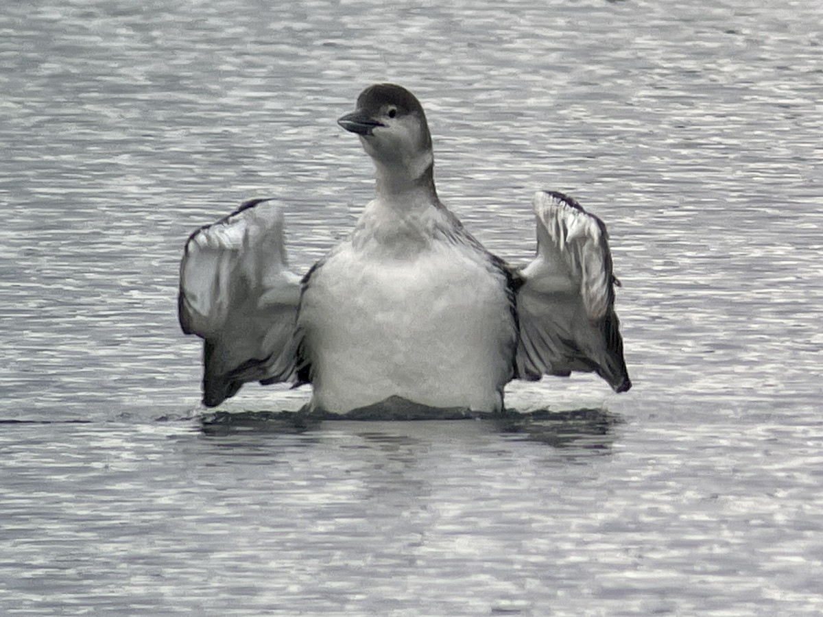 Common Loon - Craig R Miller