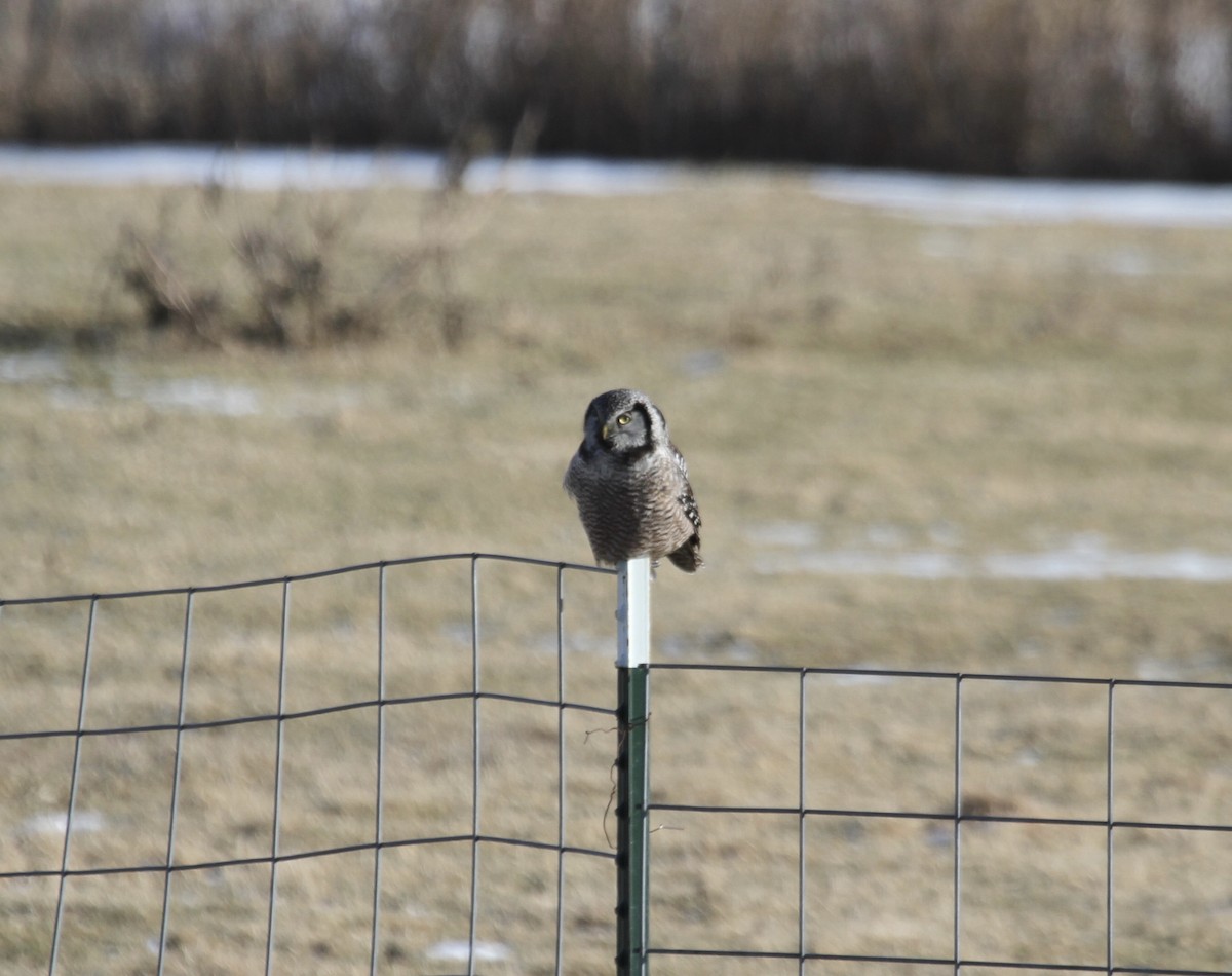 Northern Hawk Owl (American) - Sam Manning