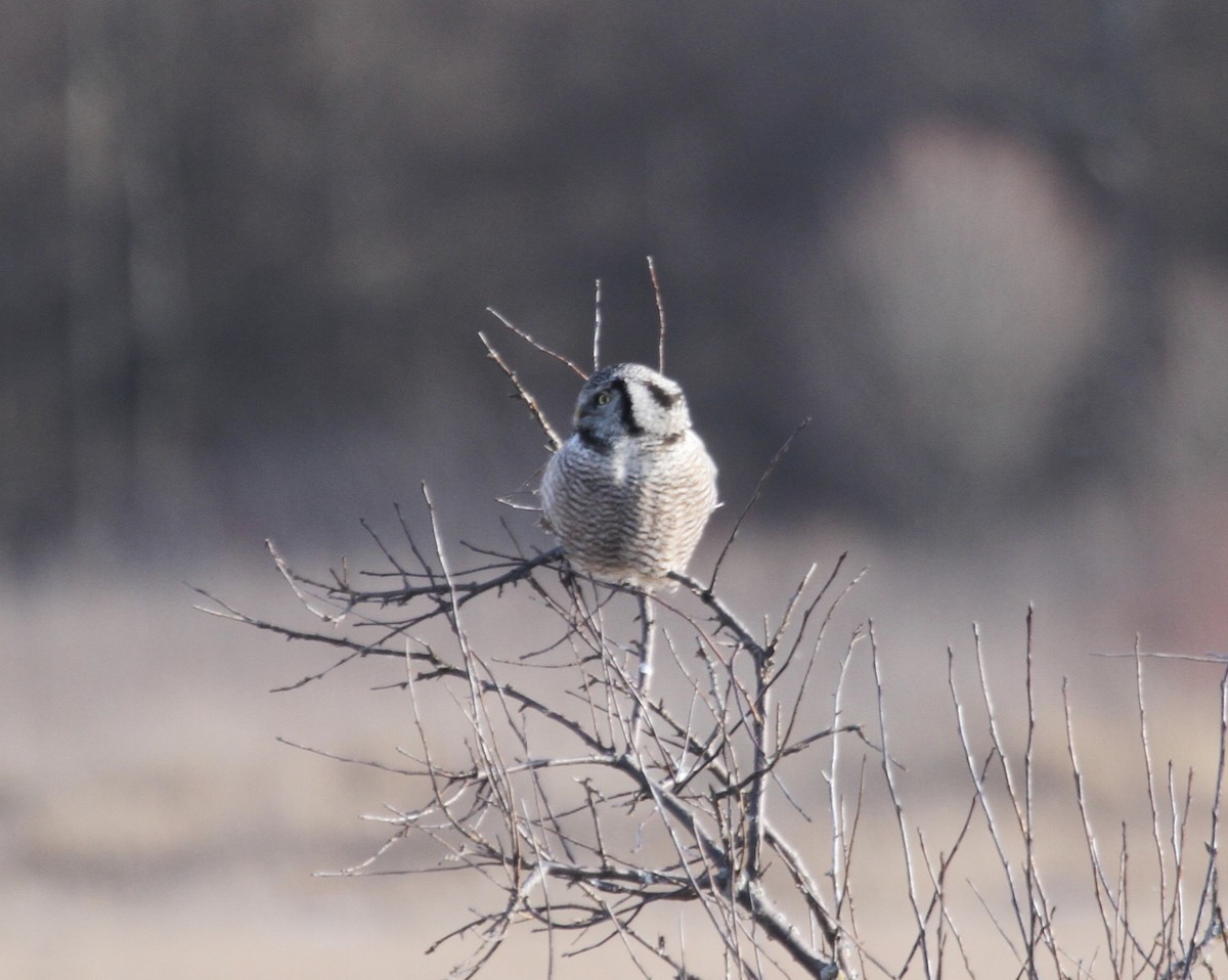 Northern Hawk Owl (American) - Sam Manning