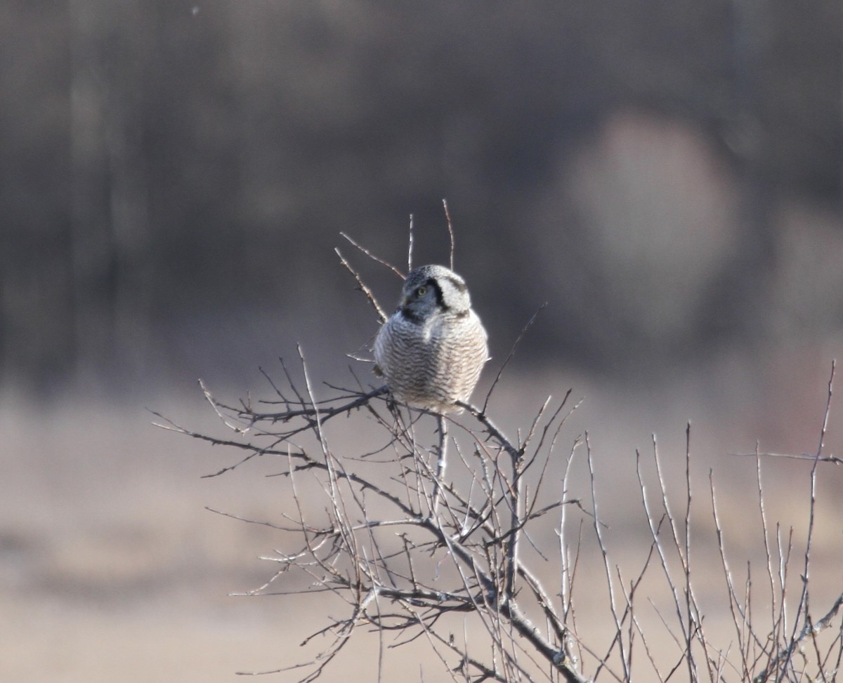 Northern Hawk Owl (American) - ML615096328