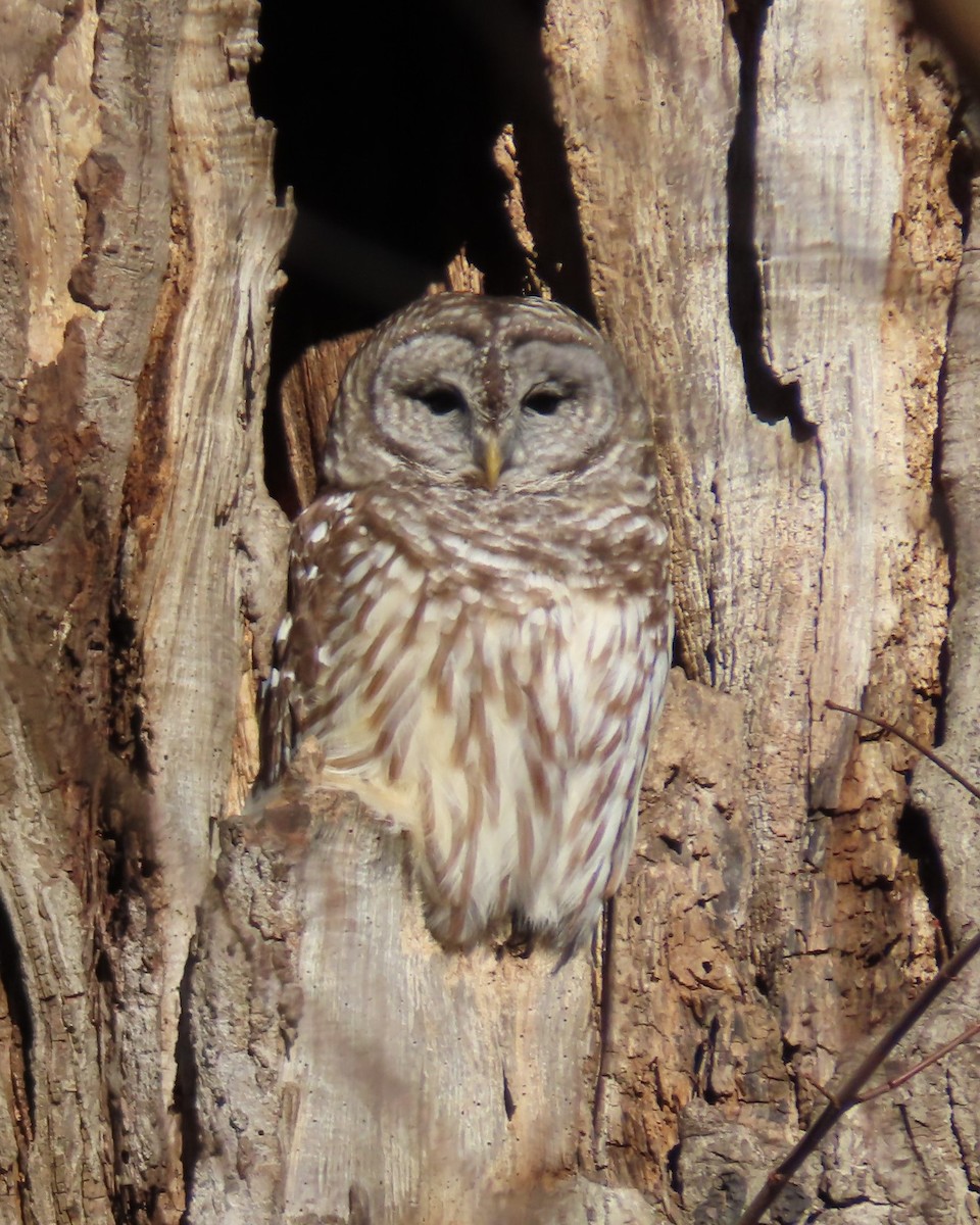 Barred Owl - ML615096336