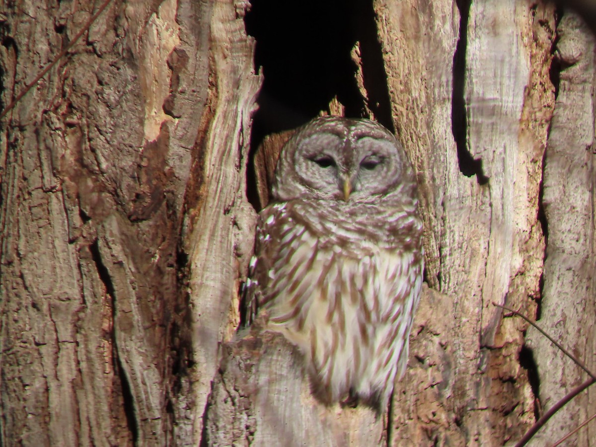 Barred Owl - ML615096337