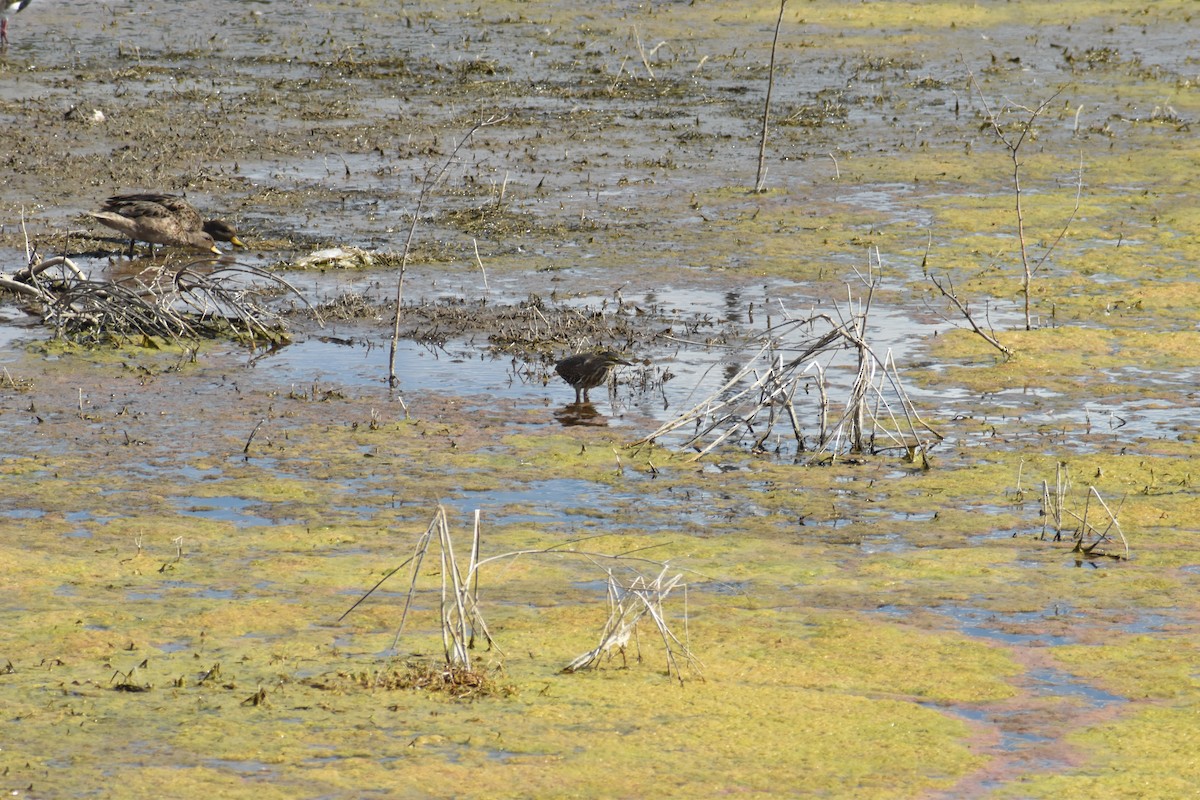 Striated Heron - Alejandro Figueroa Varela