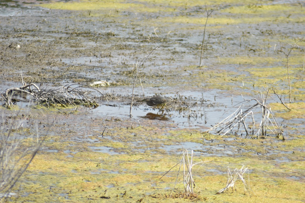 Striated Heron - Alejandro Figueroa Varela