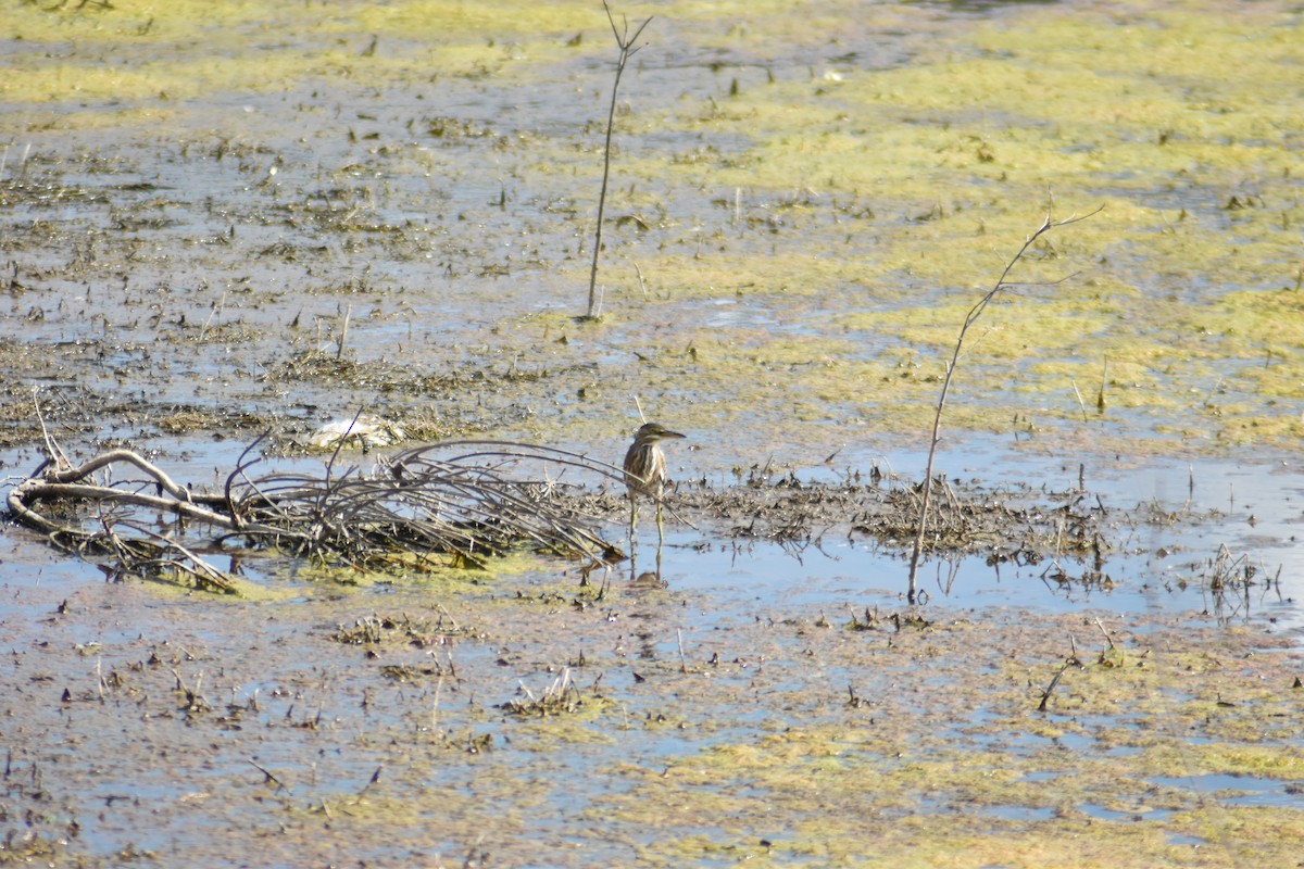 Striated Heron - Alejandro Figueroa Varela