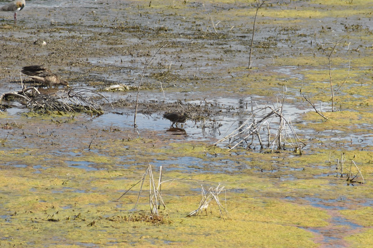 Striated Heron - ML615096370