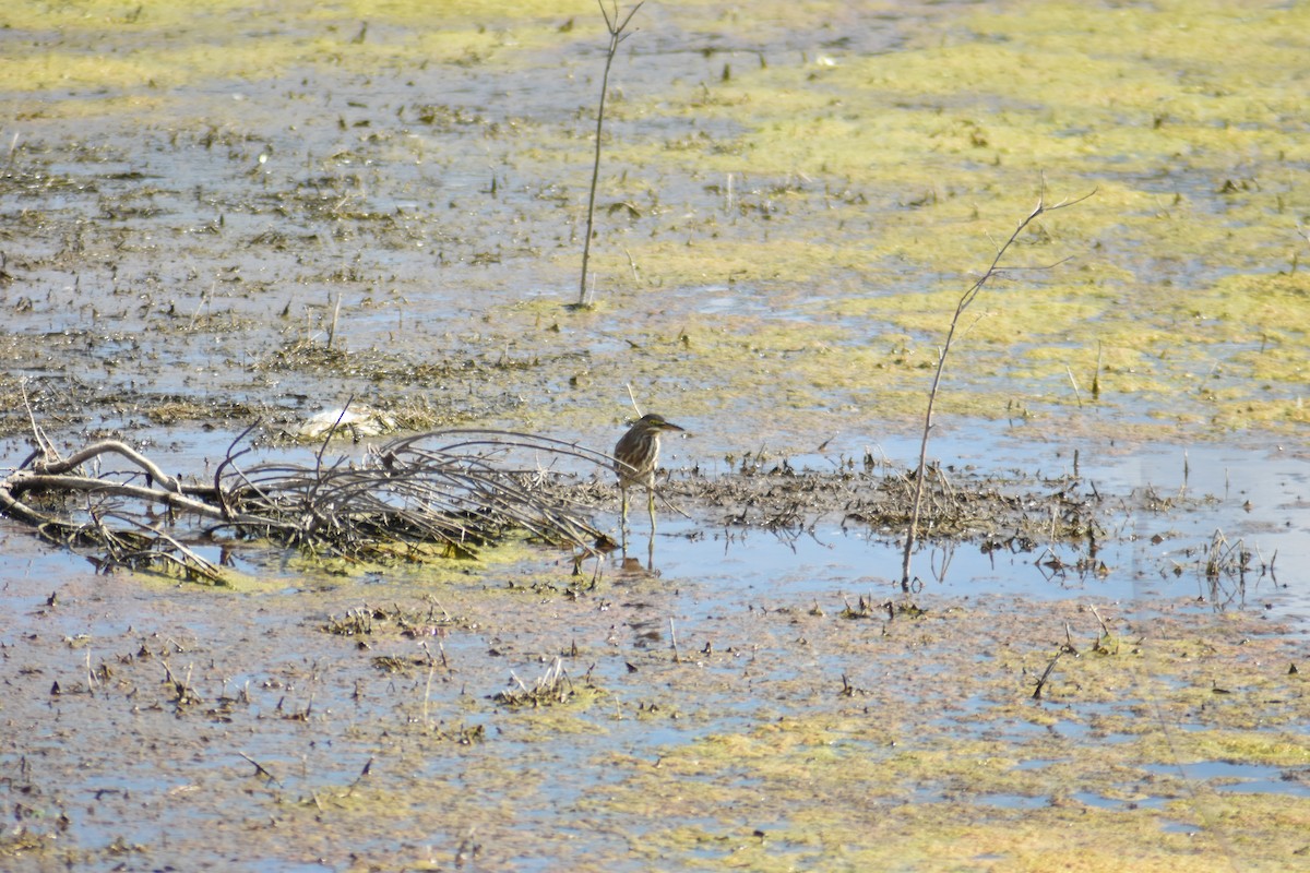 Striated Heron - Alejandro Figueroa Varela