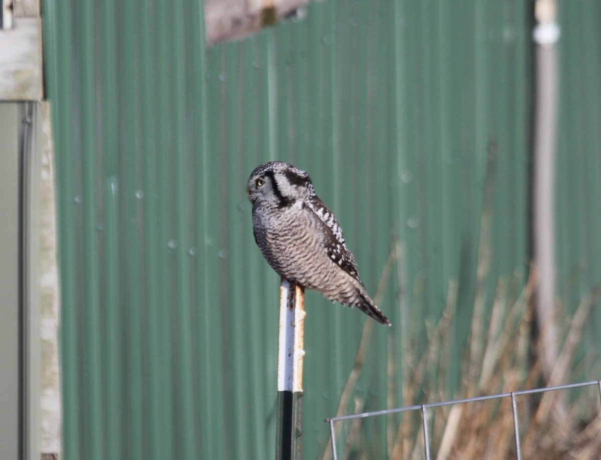 Northern Hawk Owl (American) - Sam Manning