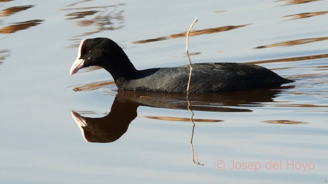 Eurasian Coot - ML615096408