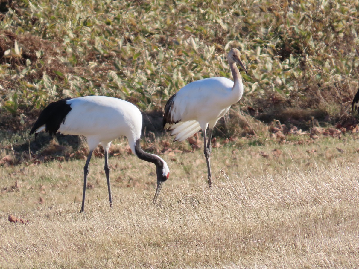 Red-crowned Crane - ML615096490