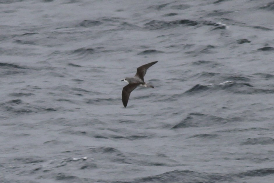 Cook's Petrel - Dan Maxwell