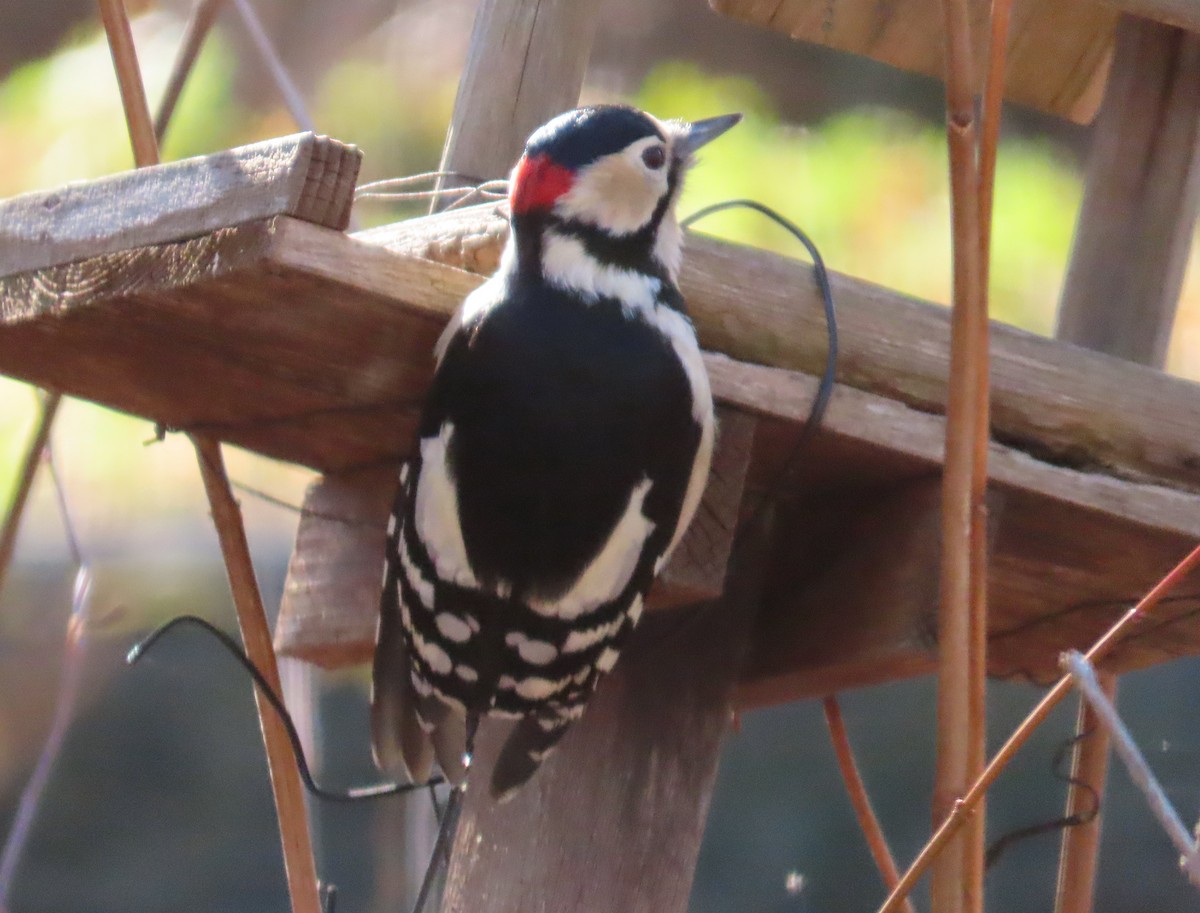 Great Spotted Woodpecker - ML615096525