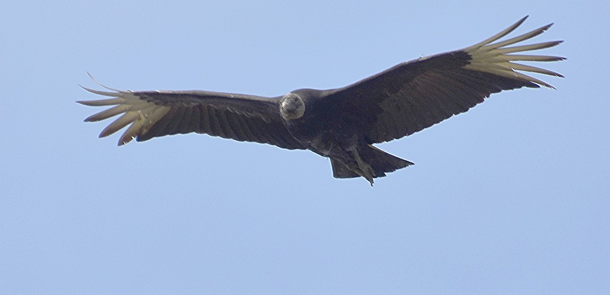 Black Vulture - ML615096535
