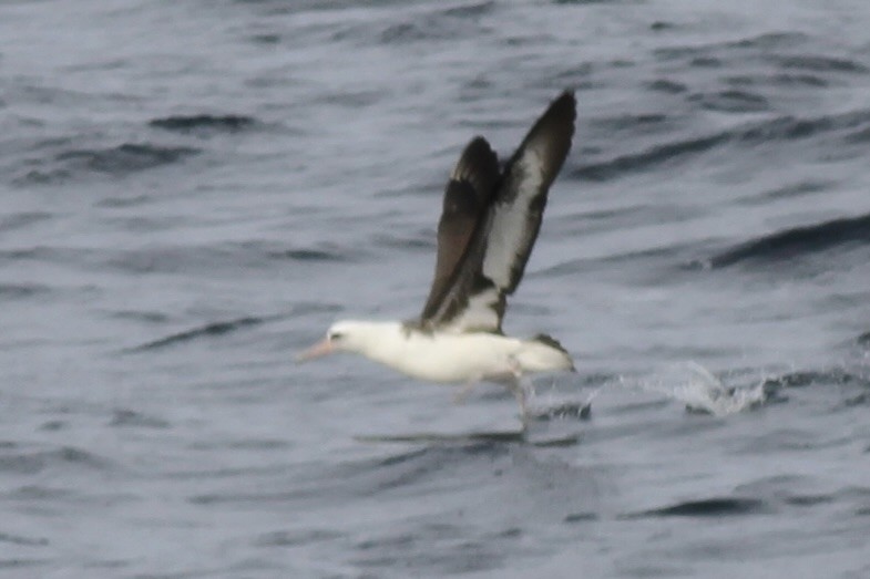 Laysan Albatross - Dan Maxwell