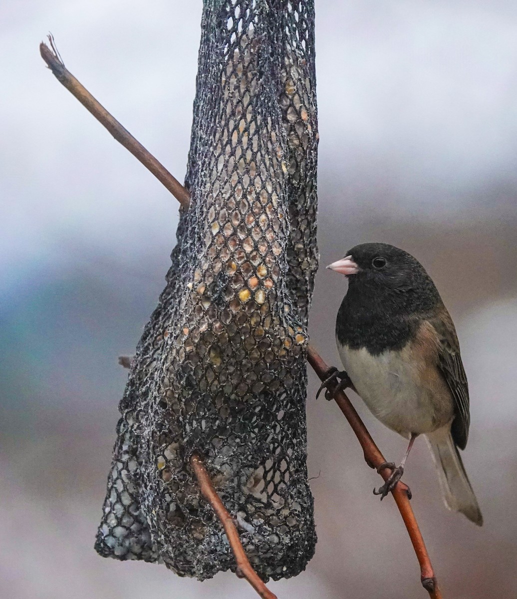 Dark-eyed Junco - Grant Thompson