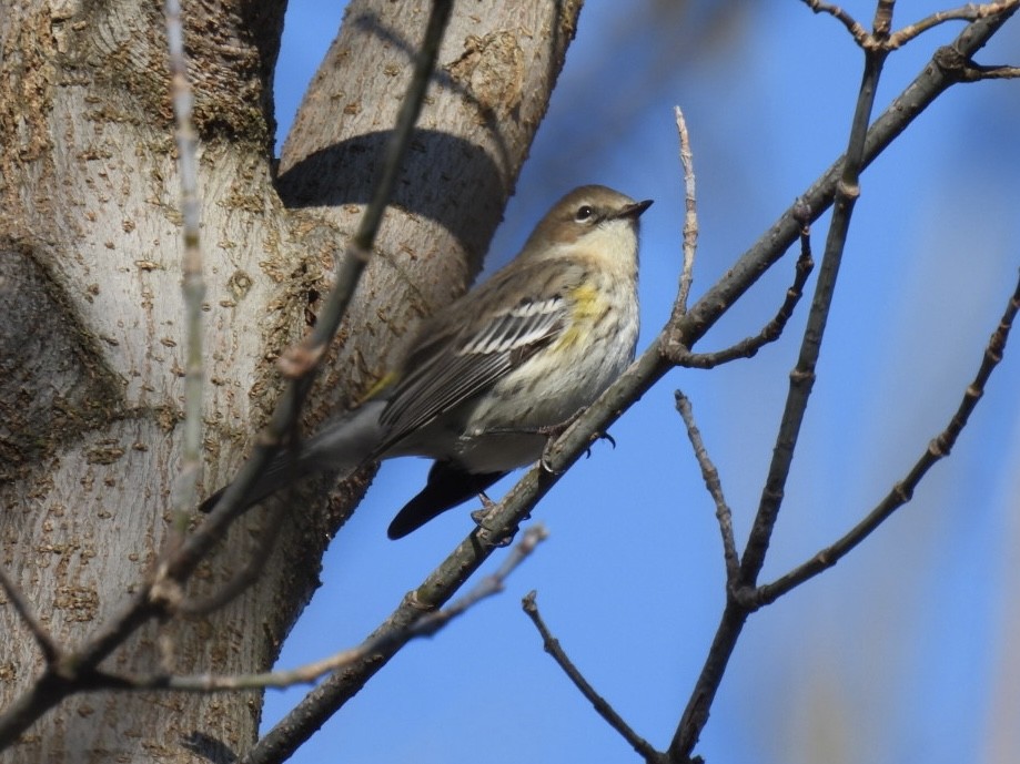 Yellow-rumped Warbler (Myrtle) - ML615096622