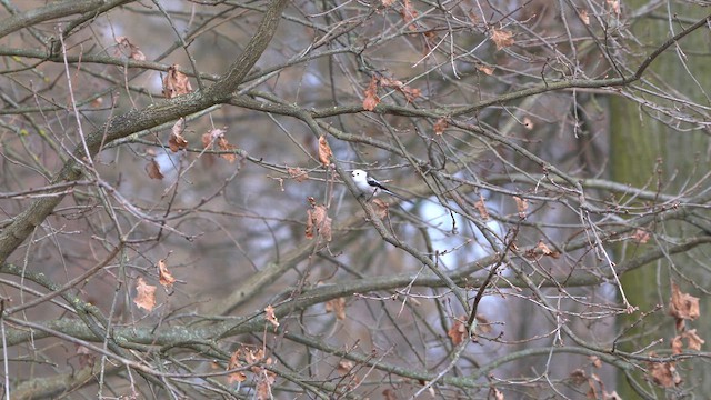 Long-tailed Tit - ML615096723