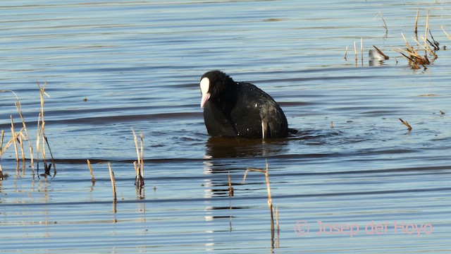 Eurasian Coot - ML615096751