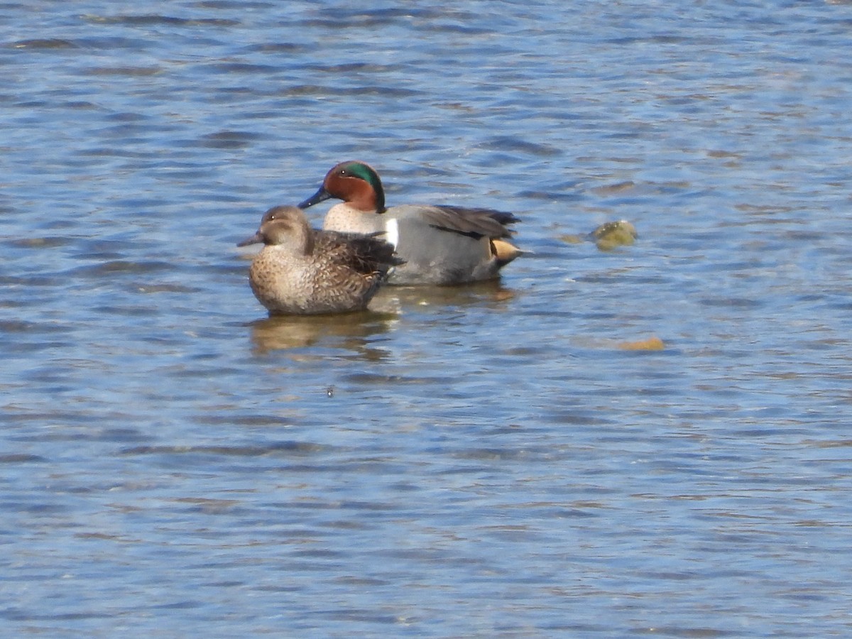 Green-winged Teal - ML615096763
