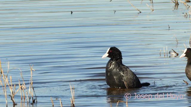 Eurasian Coot - ML615096849