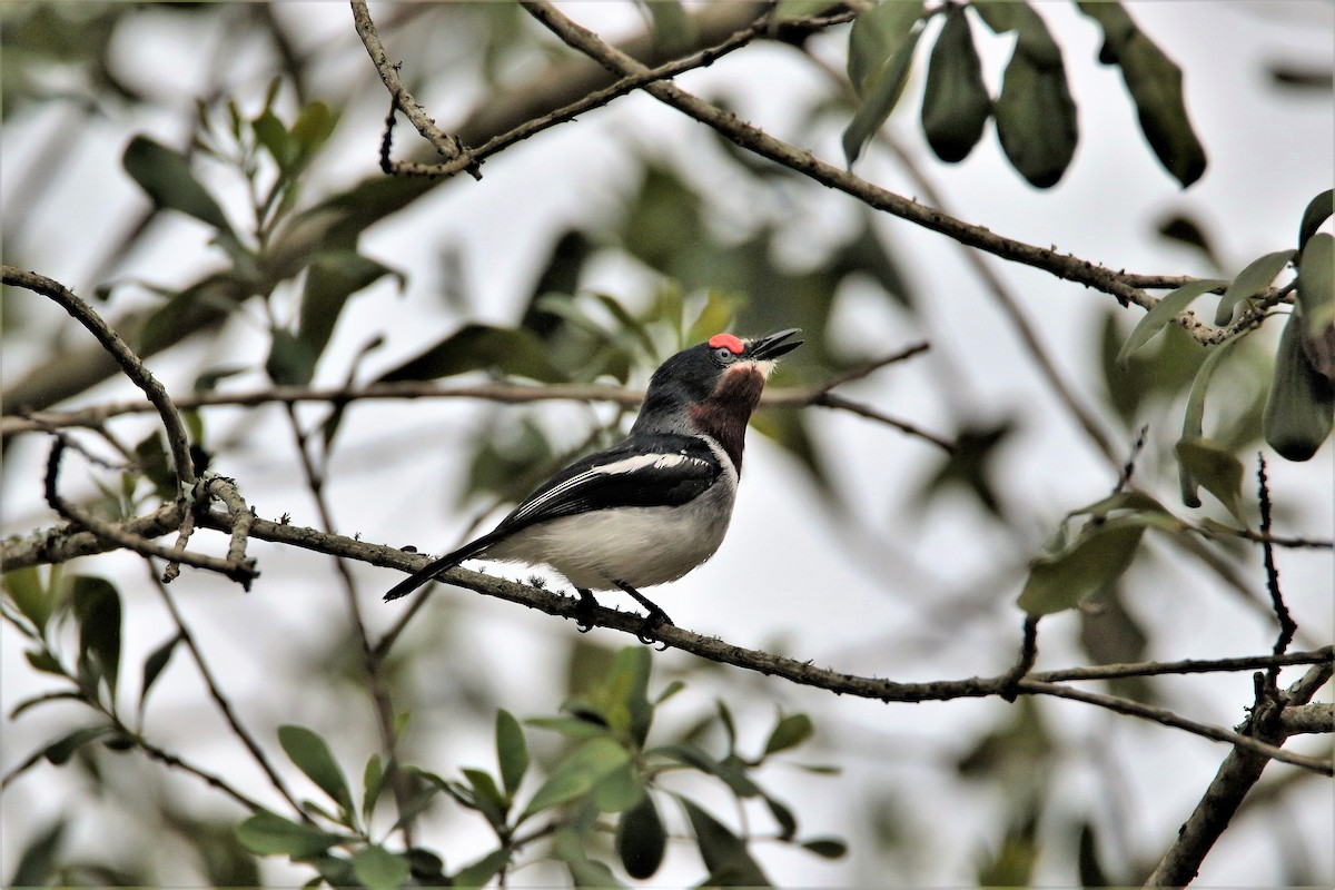 Brown-throated Wattle-eye - Rüdiger Reitz