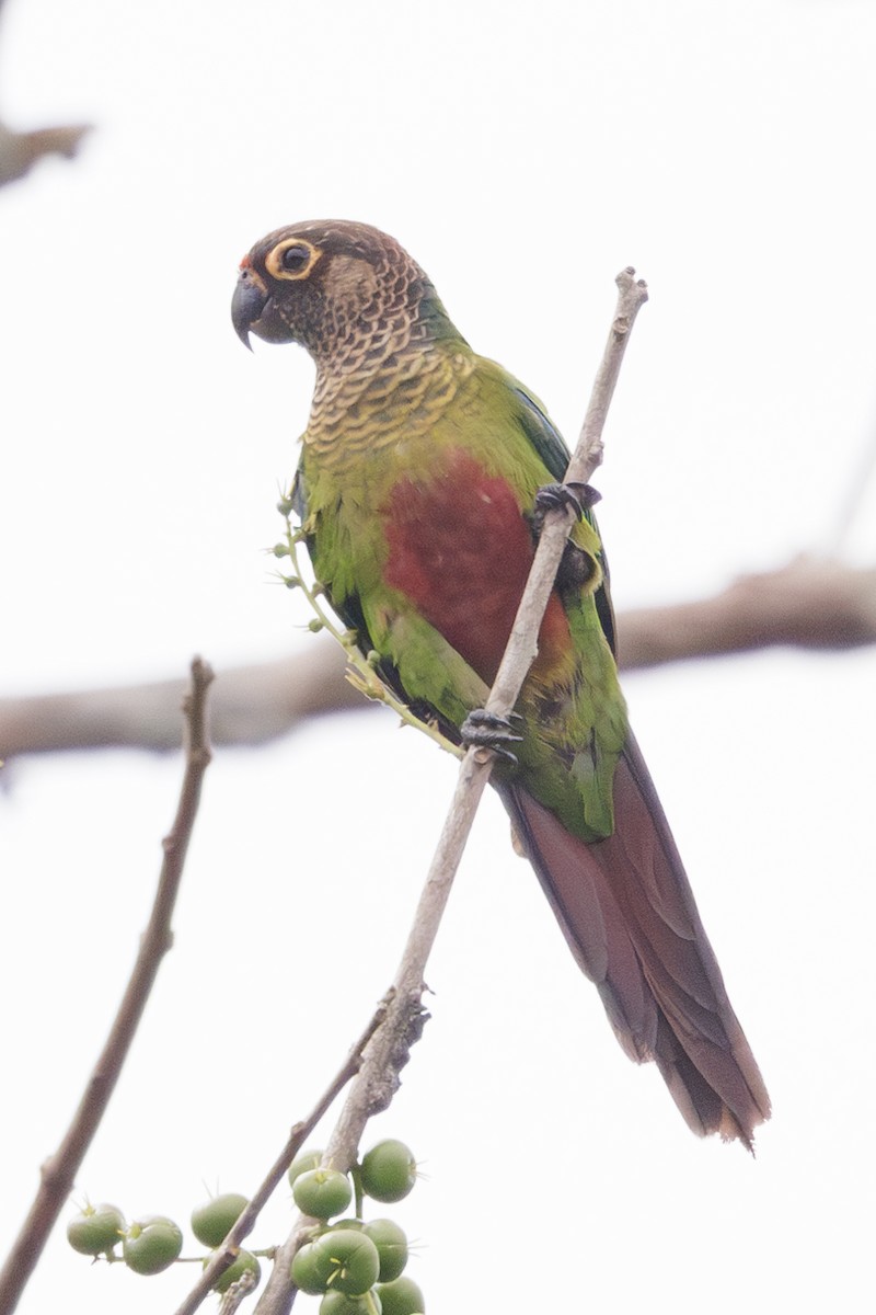 Bonaparte's Parakeet - Peter Hellman