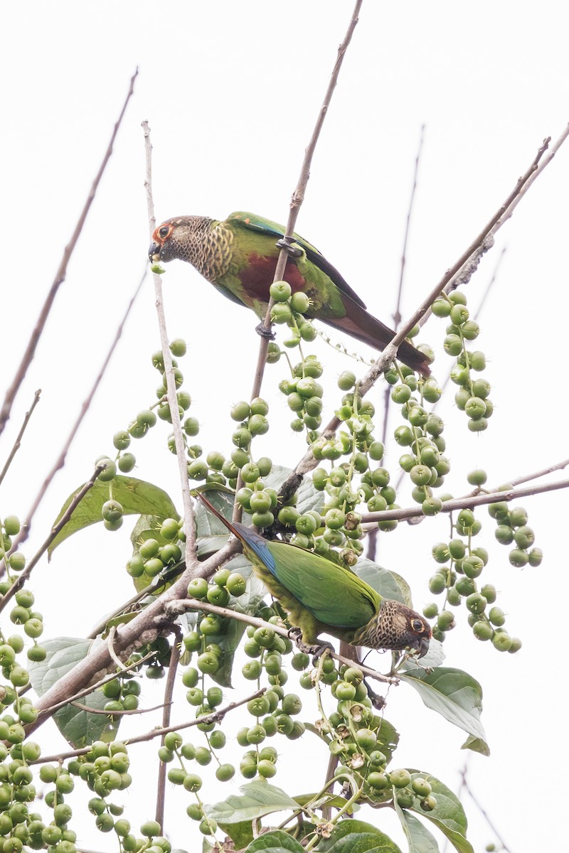 ボナパルトウロコインコ - ML615096879