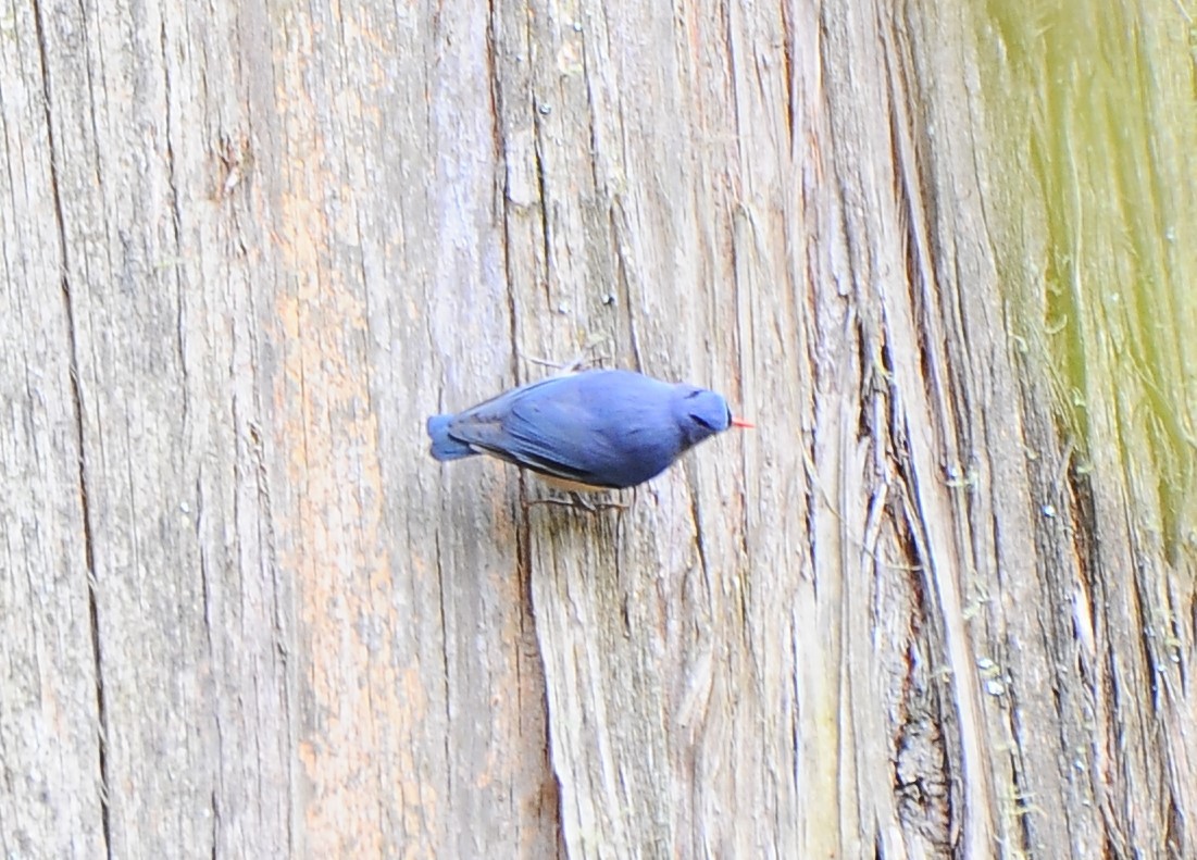Velvet-fronted Nuthatch - ML615096923