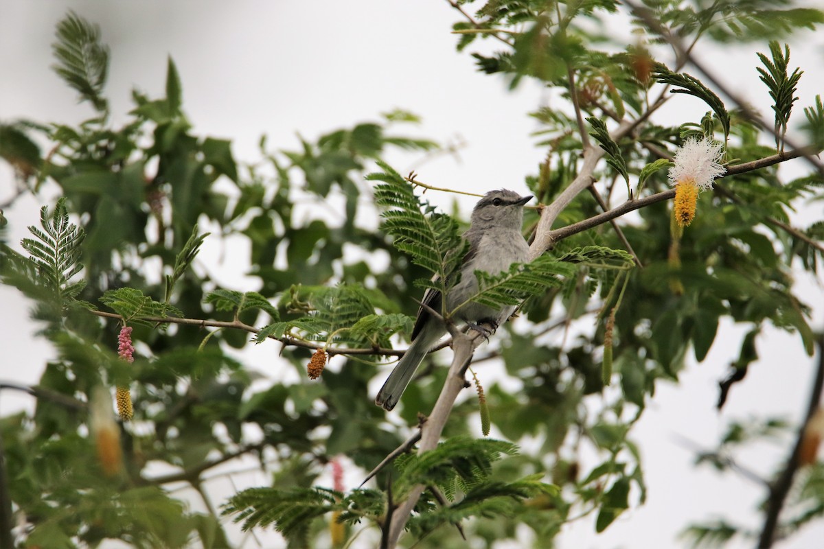 Ashy Flycatcher - ML615096952