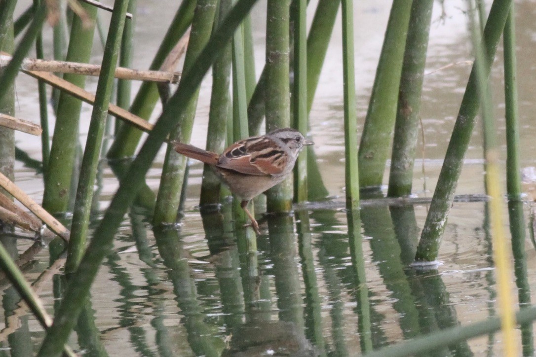 Swamp Sparrow - ML615096979