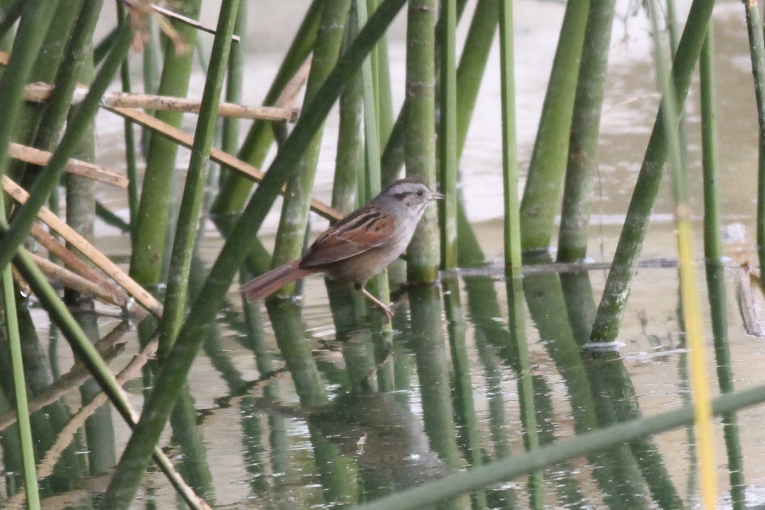 Swamp Sparrow - ML615096980