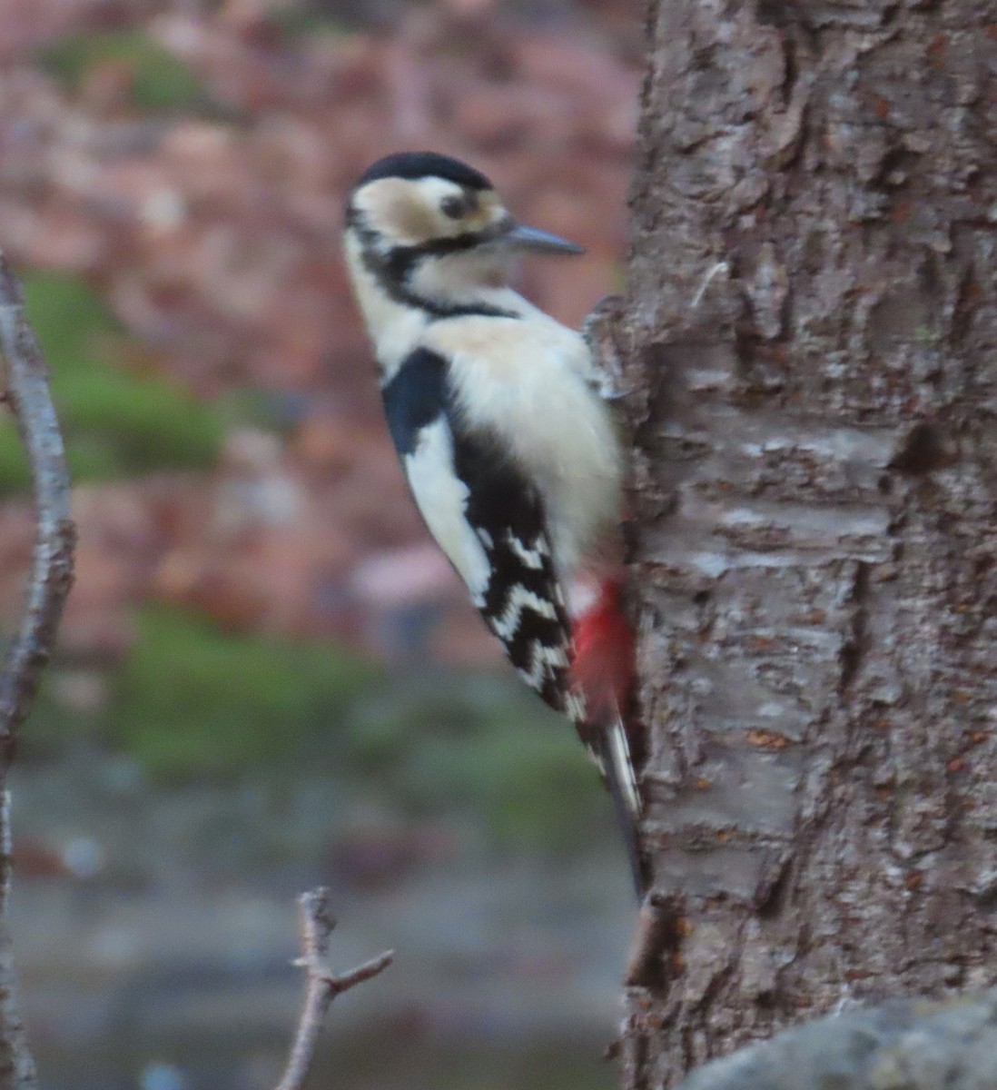 Great Spotted Woodpecker - ML615097082