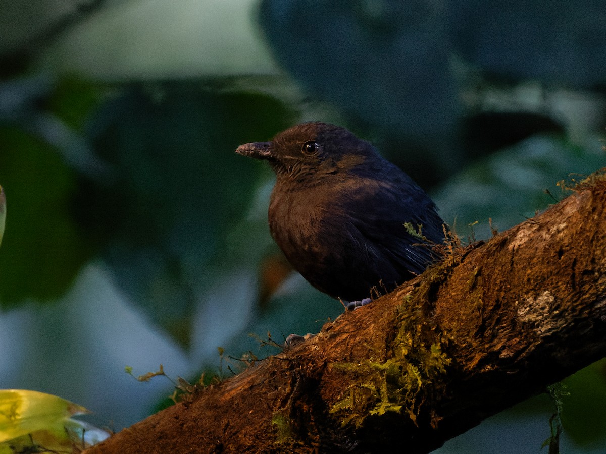 Uniform Antshrike - Dina Perry